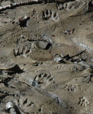 tracks